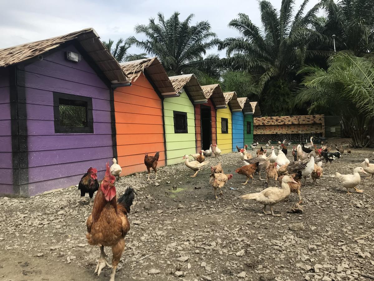 Sinar Eco Resort Kampong Bukit Panjang Ngoại thất bức ảnh